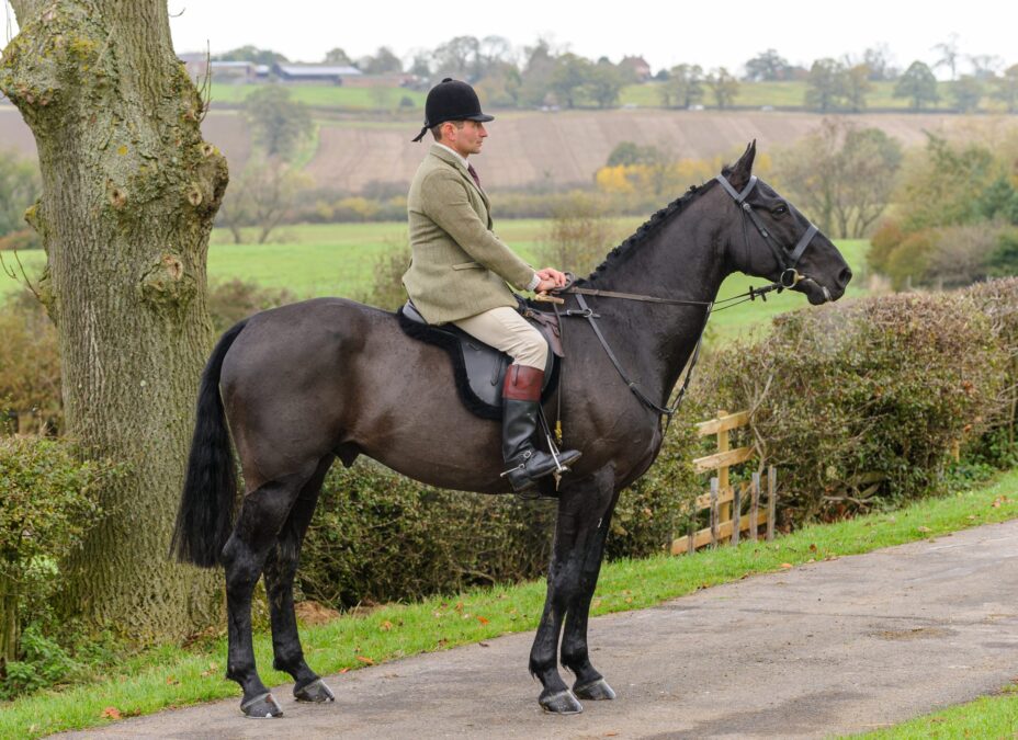 Cos Me Is Black Stallion – Pedigree, Temperament & Breeding Services